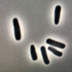 phage222 thumbnail