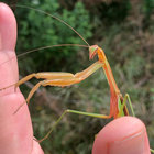 OldBlueHeron thumbnail