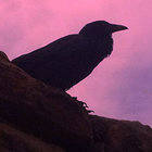 ekidnar thumbnail