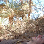 samdesigner thumbnail