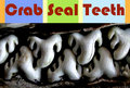 Crab Seal Teeth image