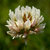 Trifolium thumbnail