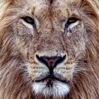 NYCWild thumbnail