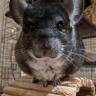 Hazel thumbnail