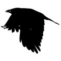 Circling Crows image