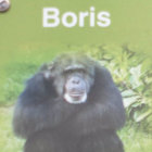 boris-the-punk thumbnail