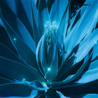 azulænortha thumbnail