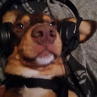 vinylscrape thumbnail