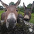 Donkeyb. thumbnail
