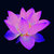 violet lotus thumbnail