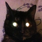 blind-dog thumbnail