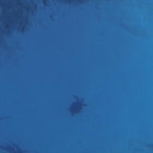 cOrb thumbnail