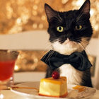 fancy pudding thumbnail