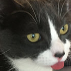 scottybiscotti thumbnail