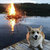 Bandcamp profile picture for @hogs
