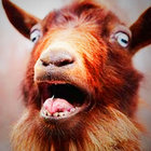 peekinggoat thumbnail