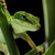 Green Lizard thumbnail