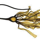 Kelp thumbnail