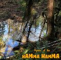Hymns of the Hamma Hamma image