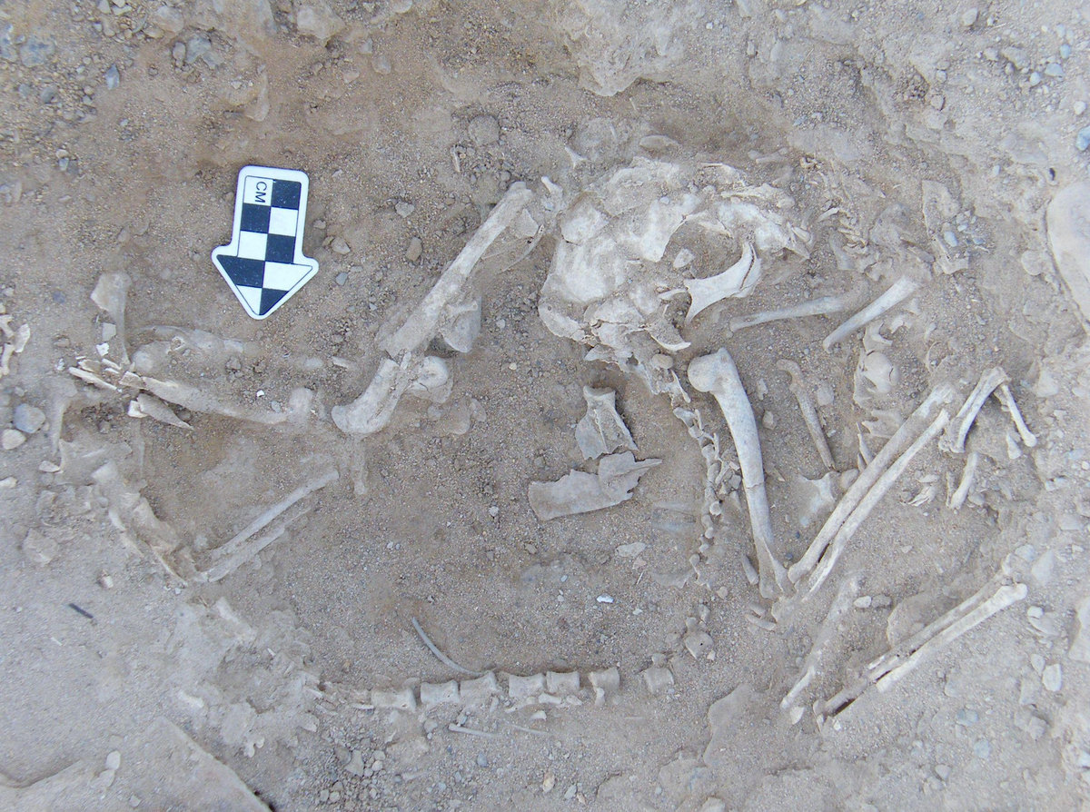 Baobaba Juice Embalming Lately