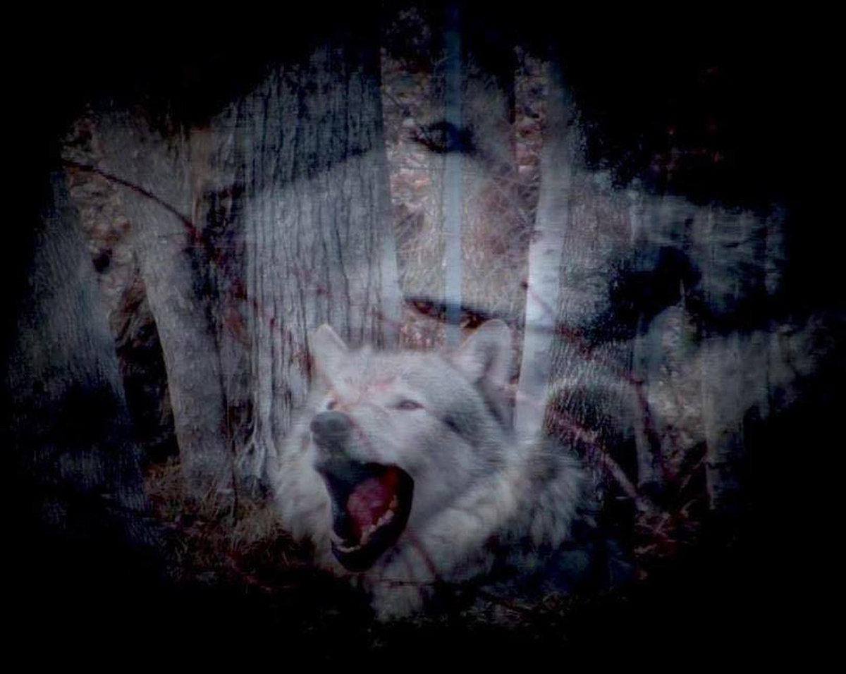 Les Cris Du Silence Loup Solitaire