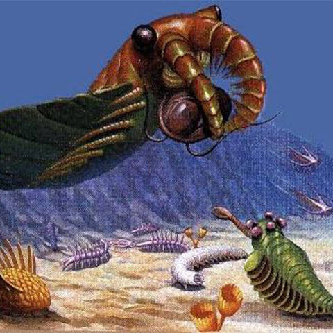 Phorusrhacidae | Paleobiota