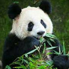 jahpanda thumbnail