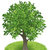 Green Tree thumbnail