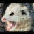 Opossum Krust thumbnail