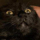 ObserverWill thumbnail