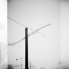rhizome  thumbnail
