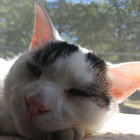 Schrobo The Cat thumbnail