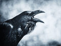 Cvlt Of Ravens image