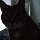 tfunck thumbnail