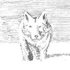 renardchenapan thumbnail