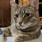 masterofpizzuh thumbnail