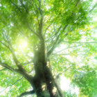 smileyfacedtree thumbnail