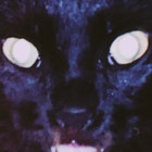 poholodalo thumbnail