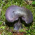 manky-field-mushroom thumbnail