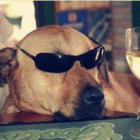 loubalance thumbnail