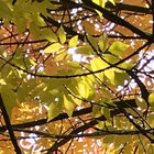 northerncolours thumbnail