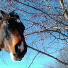 Horseinspace thumbnail