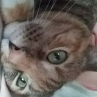 meownerva thumbnail