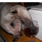 tafelkleed thumbnail