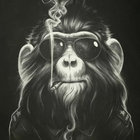 thestuntmonkey thumbnail