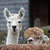The Way of Alpaca thumbnail