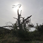 SandroL.221126 thumbnail