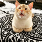 Tesd christmas 2025 download