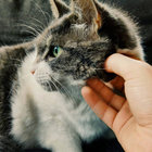 Bernhard thumbnail