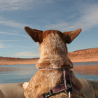 The Honeymoon Workbook | Good Willsmith | Umor Rex